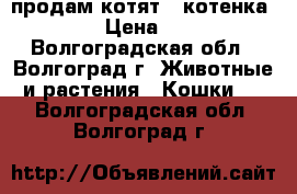 продам котят ( котенка )  › Цена ­ 10 - Волгоградская обл., Волгоград г. Животные и растения » Кошки   . Волгоградская обл.,Волгоград г.